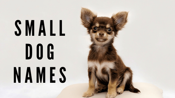 Small Dog Names, dog names